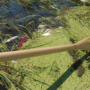 L’OBV SCABRIC fait le point sur la mortalité de poissons dans les cours d’eau