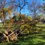 Près de 11 000 arbres plantés cet automne à Vaudreuil-Dorion