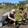 Distribution d’arbres et plantation citoyenne majeure à Valleyfield