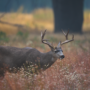 Sécurité routière : présence accrue de la grande faune