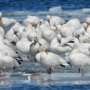 Les oies des neiges en visite dans le Parc régional de Beauharnois-Salaberry