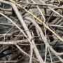 Collectes de branches à Vaudreuil-Dorion