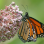 Distribution de plants d’asclépiade à Châteauguay