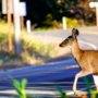 Appel à la prudence : présence de la grande faune aux abords des routes
