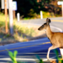 Présence hâtive de la grande faune aux abords des routes