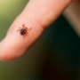 Éloigner les tiques pour se protéger contre la maladie de Lyme