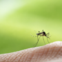 Le virus du Nil occidental est présent en Montérégie