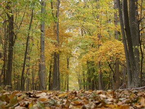 erabliere_a_caryers-centre_ecologique_fernand-seguin-a-chateauguay