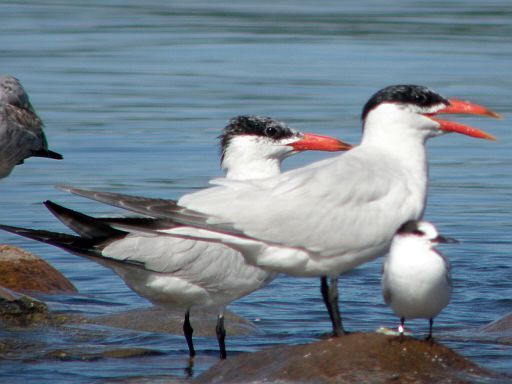 Appeau foulque n°69 - Ornithologie - Oiseaux/Appeaux - oiseaux