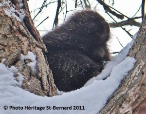 porc-epic-d-amerique--6-fevrier-2011-photo-heritage-st-bernard