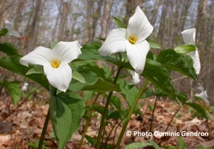 cfs_trille_a_grande_fleurs-trillium-grandiflorum-photo_dominc_gendron