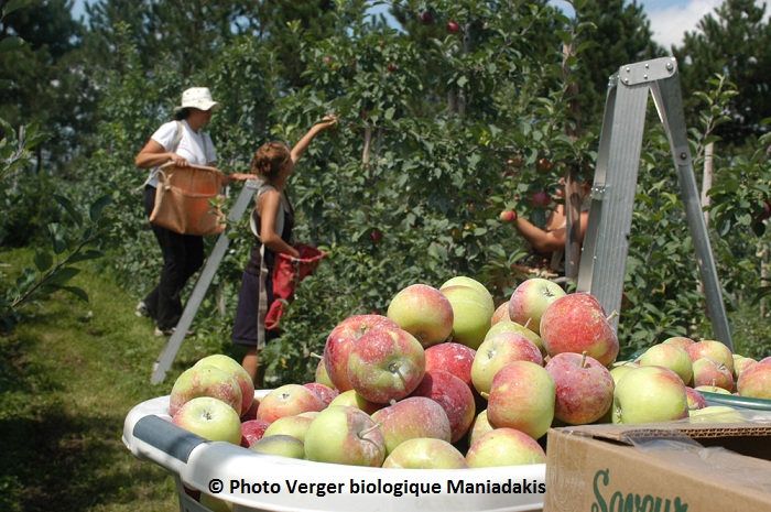 pomme-apple-cueillette-Photo-Verger-bio-Maniadakis-publiee-par-INFOSuroit-com_