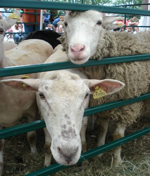 Expo-Ormstown-Moutons-Photo-courtoisie-publiee-par-INFOSuroit-com_