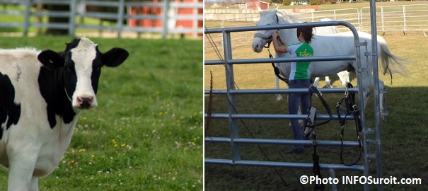 Vache-production-laitiere-Photo-CPA-et-cheval-production-animale-Agroparc-Coteau-du-Lac-Photo-INFOSuroit-com_