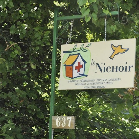 Le-Nichoir-Hudson-Photo-courtoisie-publiee-par-INFOSuroit-com