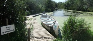 Reserve-nationale-de-faune-du-lac-Saint-Francois-Baie-aux-grenouilles-Photo-INFOSuroit-com_