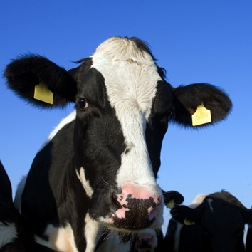 vache-production-laitiere-CFP-des-Moissons-Photo-CPA-publiee-par-INFOSuroit-com_