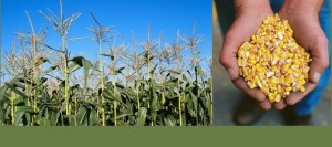 Maïs-corn-céréale-blé-grains-Images-CPA-publiée-par-INFOSuroit_com
