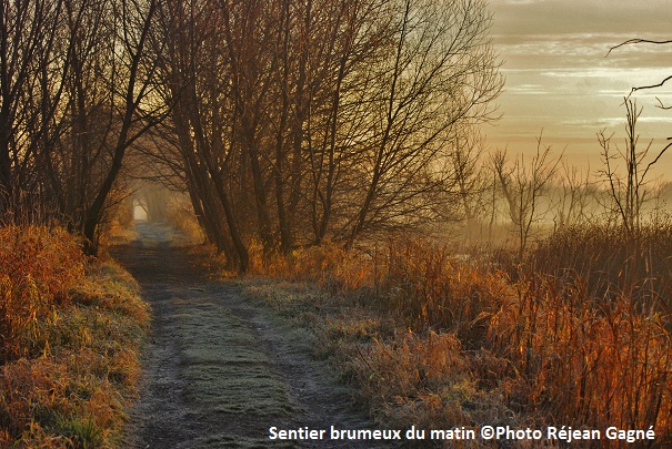 Sentier-brumeux-du-matin-Photo-Rejean_Gagne-Courtoisie-Heritage-Saint-Bernard