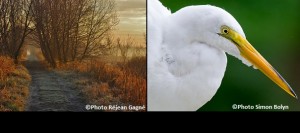 Sentier-brumeux-du-matin-Photo-Rejean_Gagne-et-Grande-aigrette-Photo-Simon-Bolyn-Courtoisie-Heritage-St-Bernard