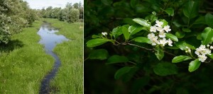 Ceinture-verte-Chateauguay-Lery-Ruisseau-Saint-Jean-et-Aubepine-Ergot-de-coq-Photos-Heritage-Saint-Bernard