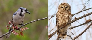 oiseaux-geai-bleu-et-chouette-Grand-Defi-QuebecOiseaux-Photos-Dominic-Gendron-et-Anne_L_Heureux