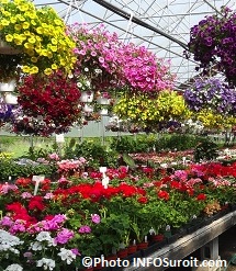 Fleurs-vivaces-des-Freres-Leduc-a-Valleyfield-Photo-INFOSuroit_com