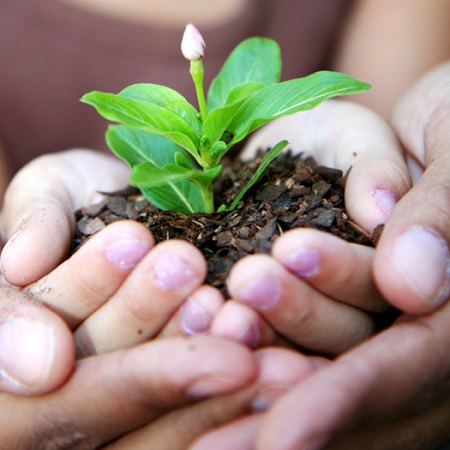 planter une fleur