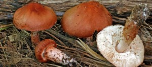 Champignons-inventaire-du-biologiste-Raymond_McNeil-corridor-vert-Chateauguay_Lery-photo-courtoisie-publiee-par-INFOSuroit