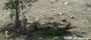 Inauguration-plaine-guepards-Parc-Safari-photo-INFOSuroit
