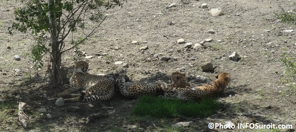Inauguration-plaine-guepards-Parc-Safari-photo-INFOSuroit