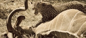 Exposition-Safari-Afrique-Nature-forte-et-fragile-Stephane_Neron-Pavillon-ile-photo-courtoisie-publiee-par-INFOSuroit