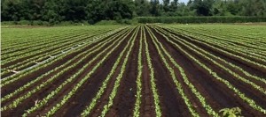 champ-agricole-agriculture-Photo-courtoisie-CRE-VHSL-pour-INFOSuroit