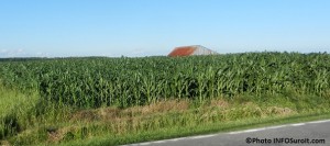 Agriculture maïs à Les Cèdres dans Vaudreuil-Soulanges Photo INFOSuroit.com