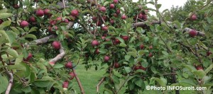 Pommes-vergers-automne-Photo-INFOSuroit_com