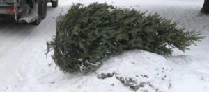 Collecte-speciale-vieux-sapins-de-Noel-recuperation-recyclage-Photo-courtoisie-publiee-par-INFOSuroit