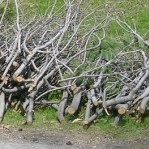Branches-collecte-du-printemps-a-Beauharnois-Photo-courtoisie