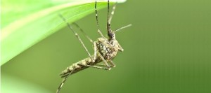 Moustique-insecte-piqueur-controle-par-firme-GDG-Environnement-photo-Ville-Chateauguay-publiee-par-INFOSuroit_com