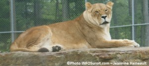 Parc Safari Hemmingford lion felin photo Jeannine_Haineault INFOSuroit