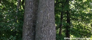 arbres-frenes-foret-vegetation-Photo-INFOSuroit_com
