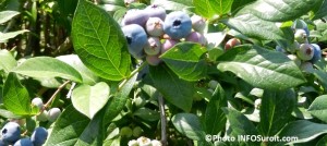 bleuets-en-corymbe-bleuetiere-Saint-Antoine-Abbe-Photo-INFOSuroit_com