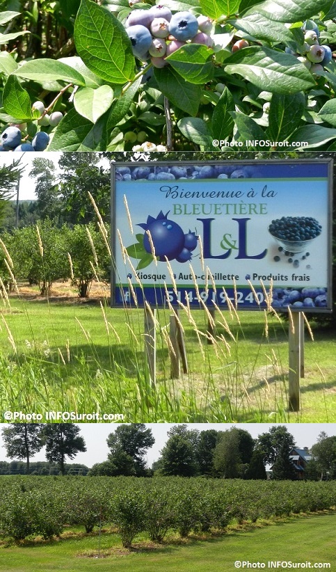 bleuets-en-corymbe-bleuetiere-Saint-Antoine-Abbe-enseigne-et-plants-trois-photos-INFOSuroit_com