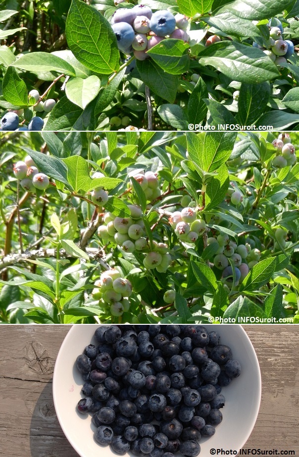 bleuets-en-corymbe-de-la-bleuetiere-Saint-Antoine-Abbe-bol-de-bleuets-Photos-INFOSuroit_com