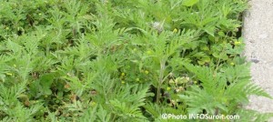 herbe-a-poux-sur-boulevard-Sainte-Marie-a-Valleyfield-juillet-Photo-INFOSuroit_com