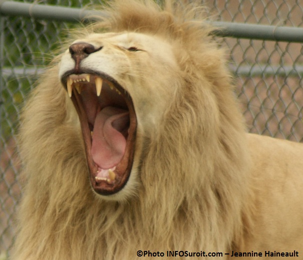 lion-du-Parc-Safari-a-Hemmingford-Photo-INFOSuroit_com-Jeannine_Haineault