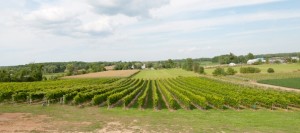 vignes-du-Vignoble-Cortellino-a-Saint-Urbain-Premier-Photo-VignobleCortellino_com