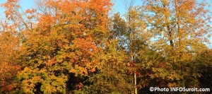 Automne-couleurs-dans-les-arbres-Photo-INFOSuroit_com