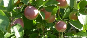 pommes vergers automne Photo INFOSuroit_com