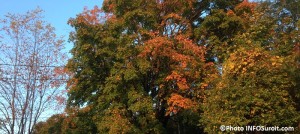 Automne couleurs arbres feuilles mortes Photo INFOSuroit_com