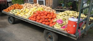 Cooperative-Jardins-de-la-resistance-citrouilles-courges-photo-courtoisie-publiee-par-INFOSuroit_com